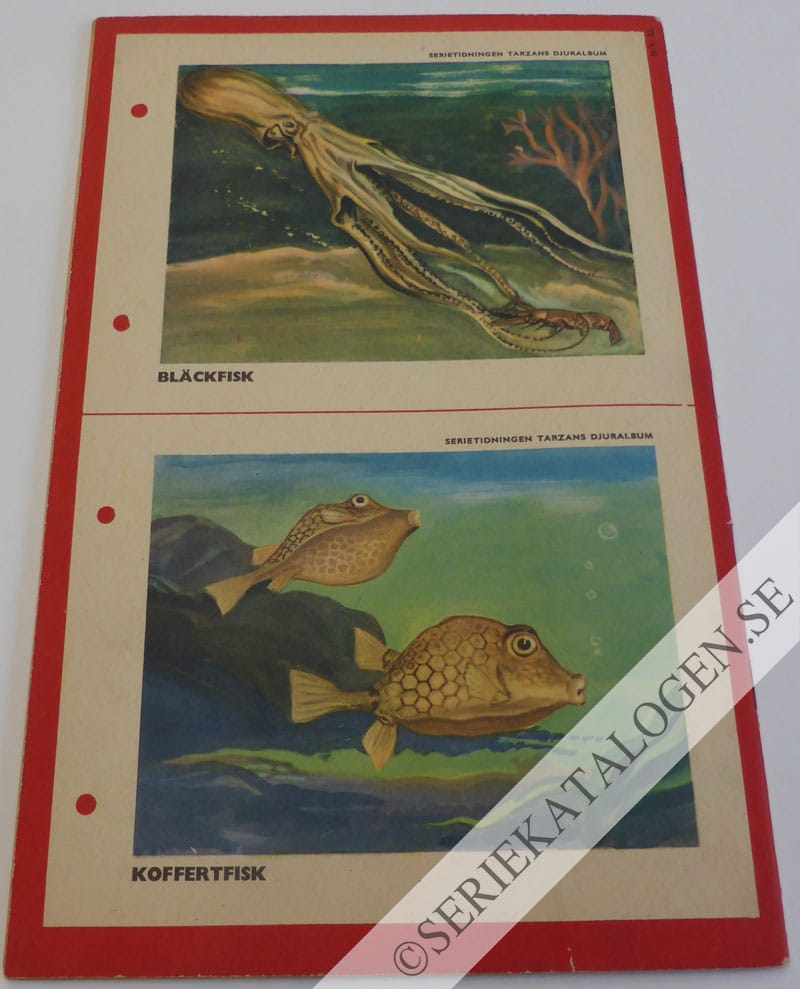 Baksida (1953)