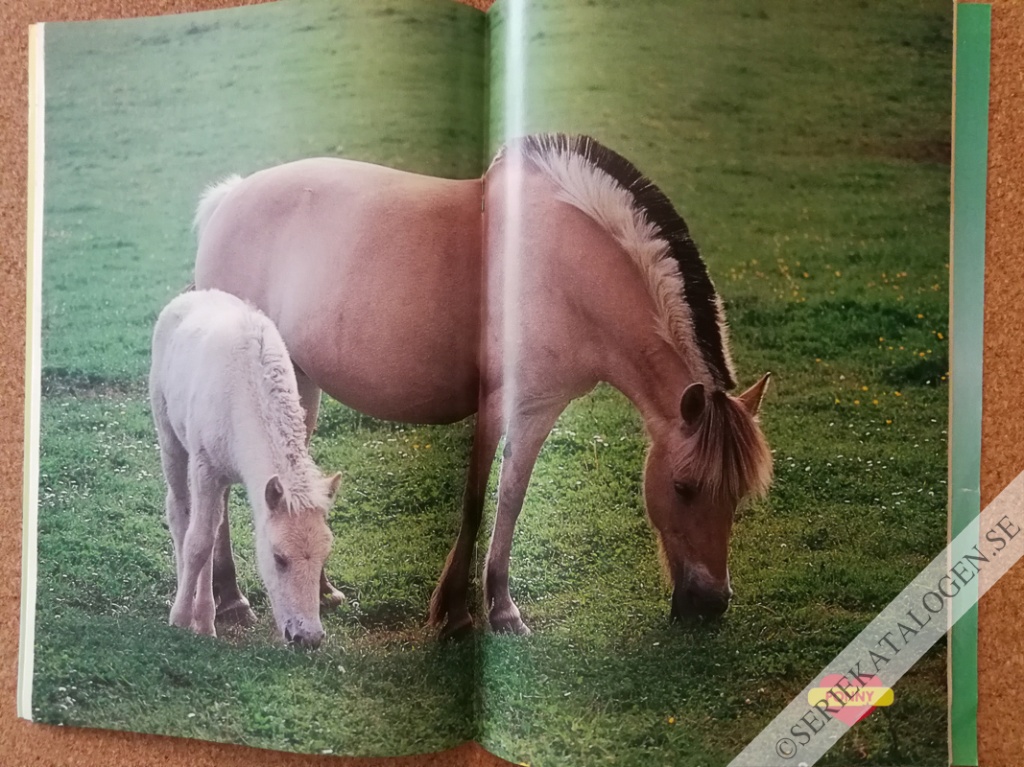 Bild (1996)