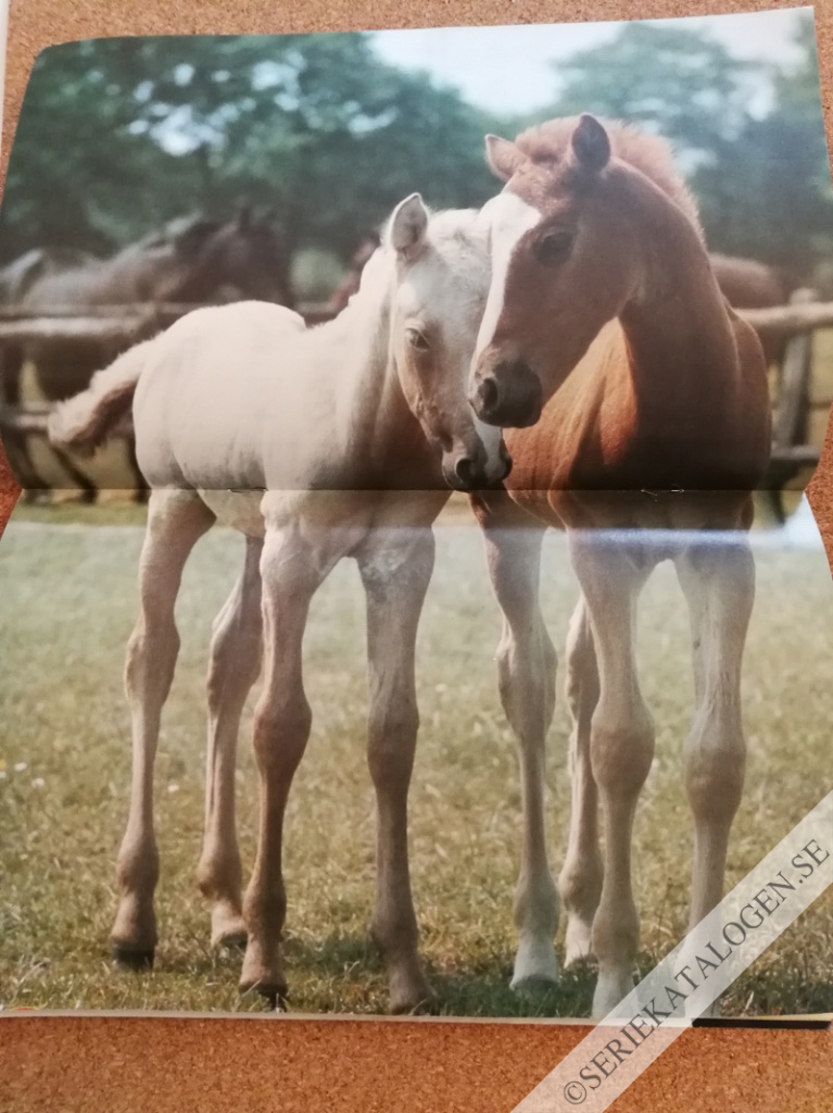 Bild (1992)