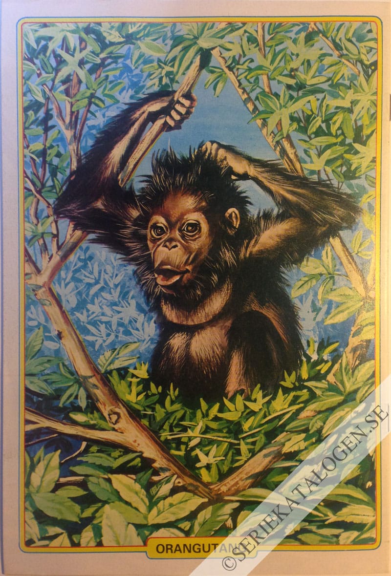 Baksida (1981)