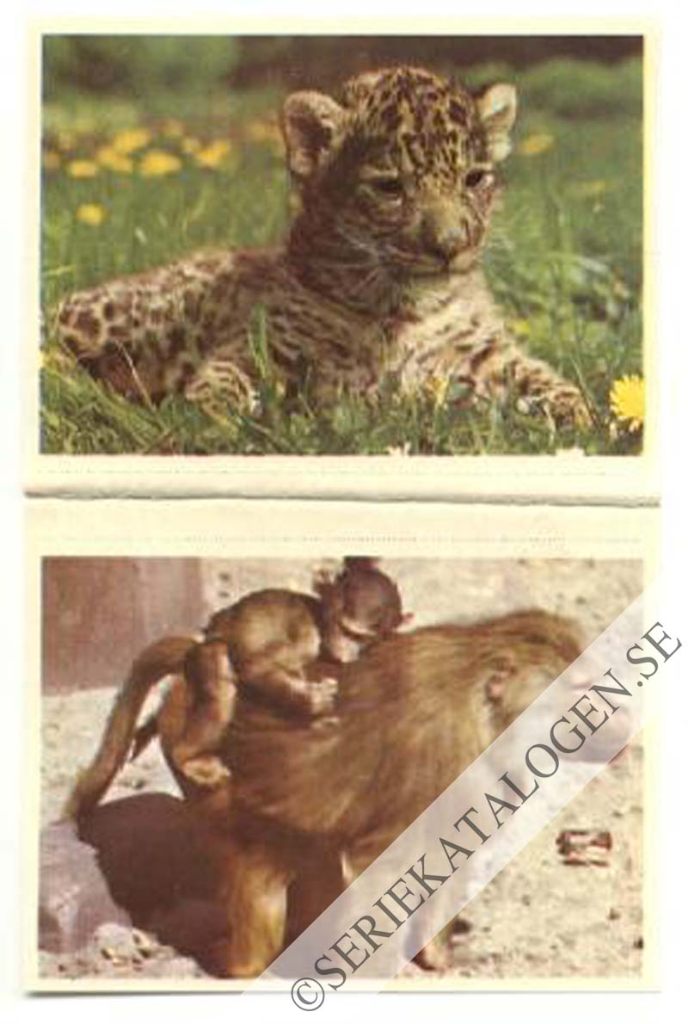 Bild (1961)