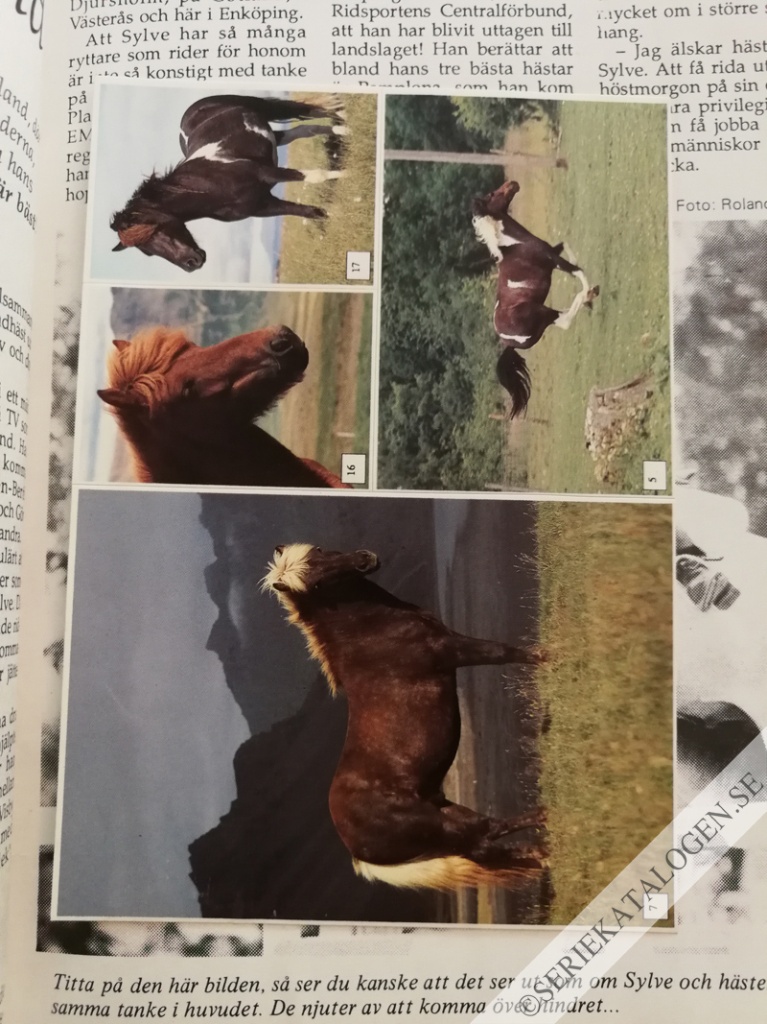 Bild (1991)