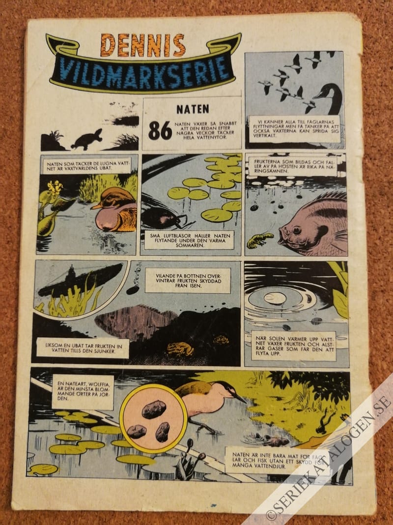 Baksida (1962)