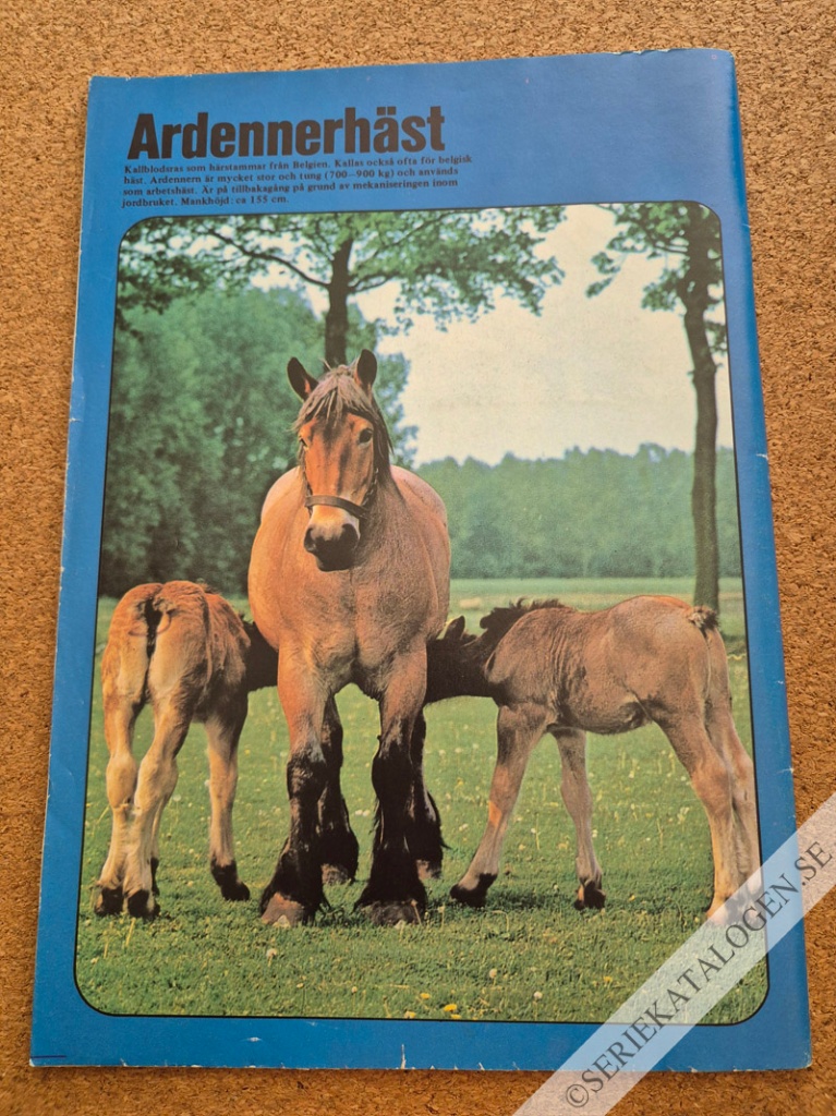 Baksida (1984)