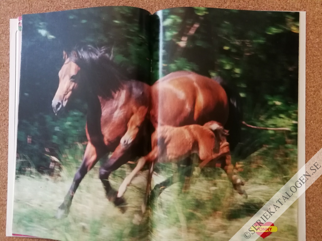 Bild (1995)
