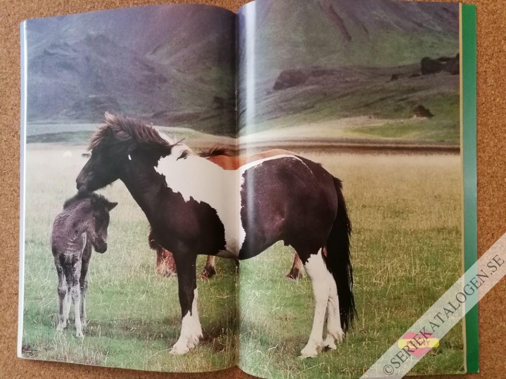 Bild (1995)
