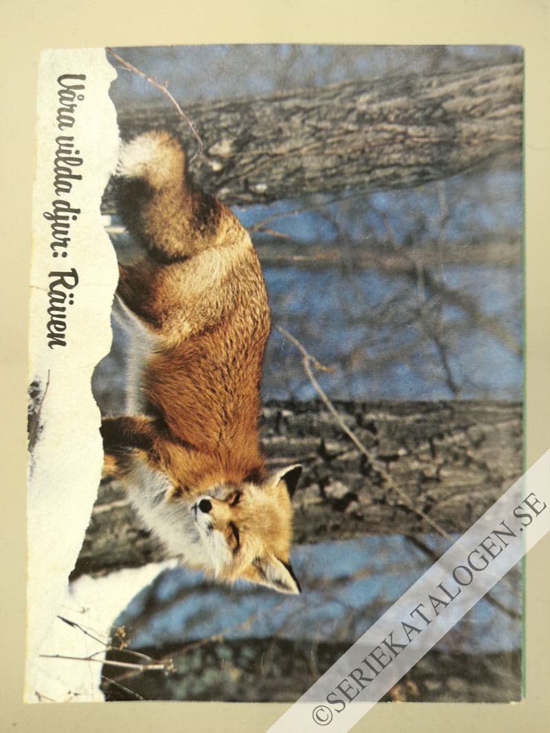 Baksida (1981)