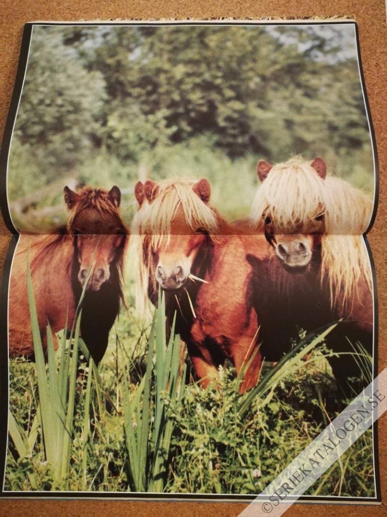 Bild (2000)