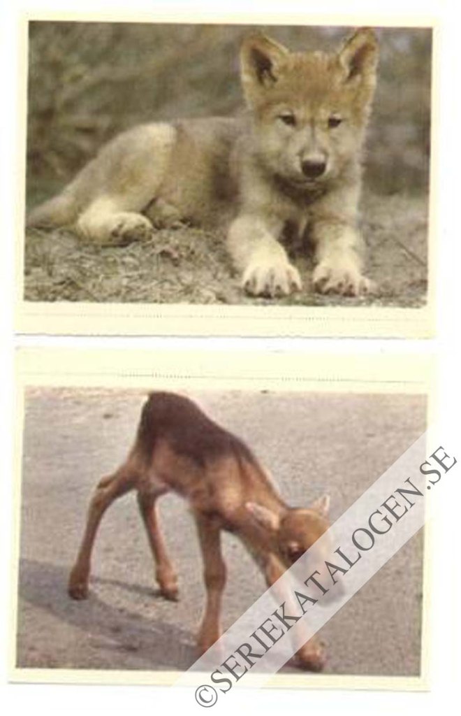 Bild (1962)
